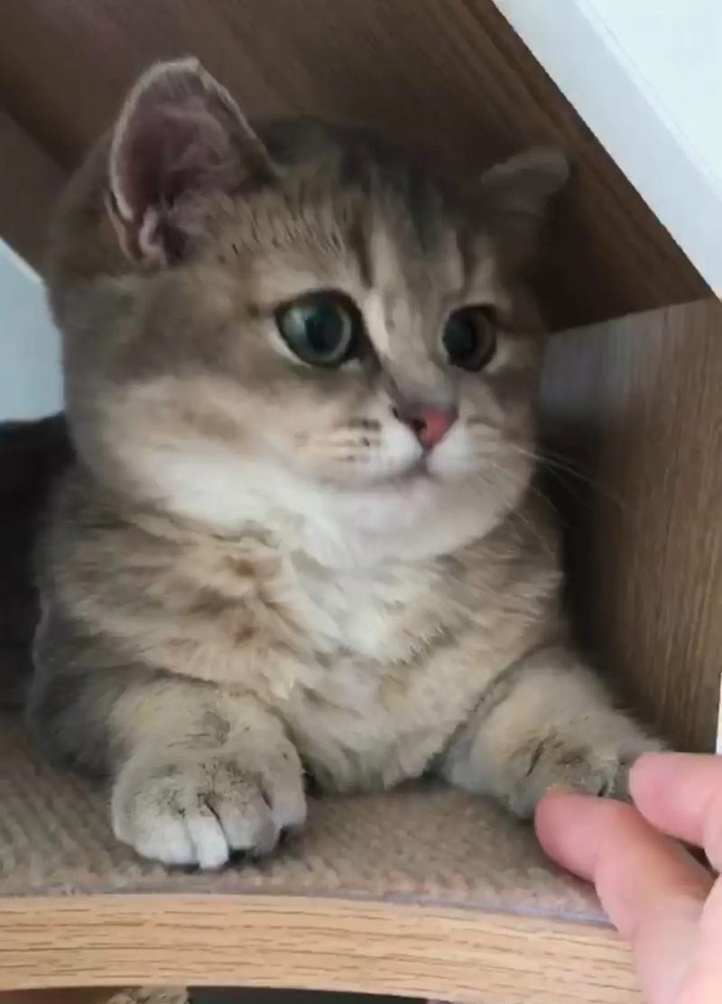 小胖猫咪出装攻略