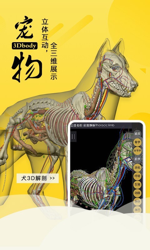 3Dbody解剖